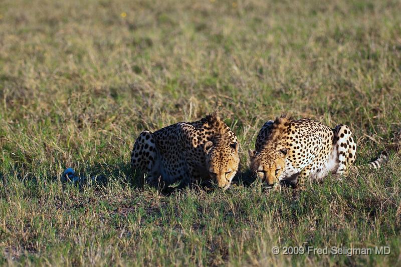 20090618_084440 D300 (3) X1.jpg - Cheetah at Selinda Spillway (Hunda Island) Botswana